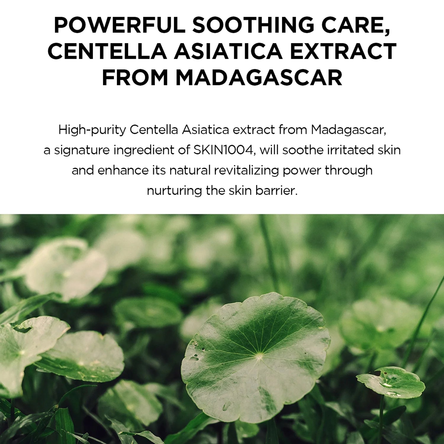 SKIN1004 Madagascar Centella, Hyalu-Cica Water-Fit Sun Serum SPF 50+ PA++++, 1.69 fl oz (50 ml)